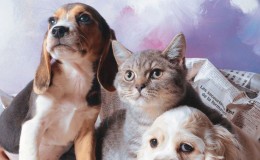 Kedi ve Köpek Sahiplendirme Sitesi