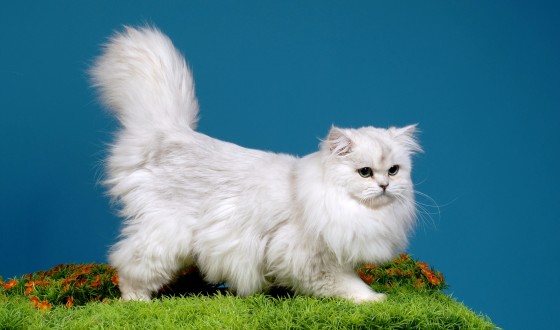 British Longhair Fiyatları