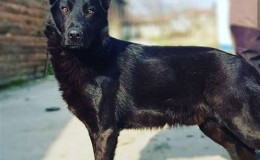 Satılık Alman Kurdu Köpek İlanları