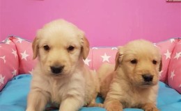 Satılık Golden Retriever Köpek İlanları