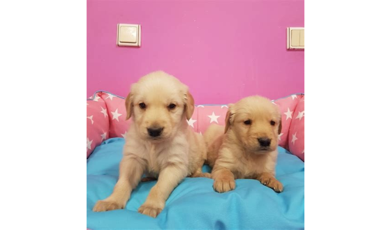 Satılık Golden Retriever Köpek İlanları