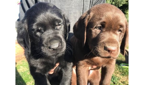 Satılık Labrador Köpek İlanları