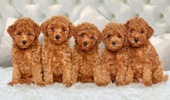 Toy Poodle Fiyat Satılık ve Sahiplendirme İlanları