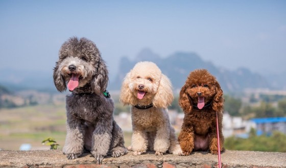 Yavru Köpek Sahiplendirme Sitesi